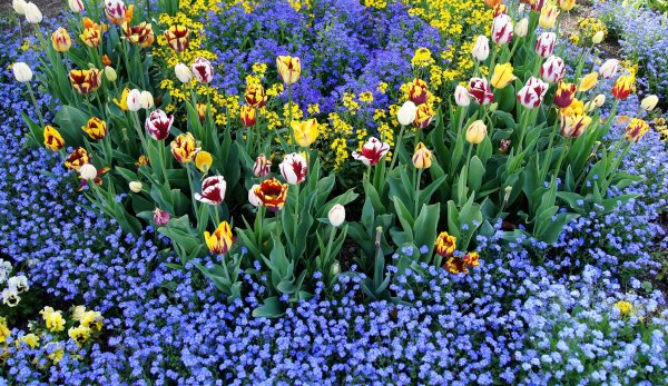 Сад растений логотип