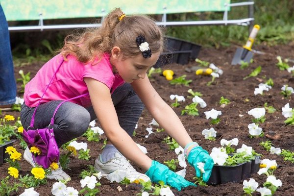 Миксбордер в перспективе