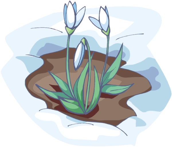 Подснежник для детей