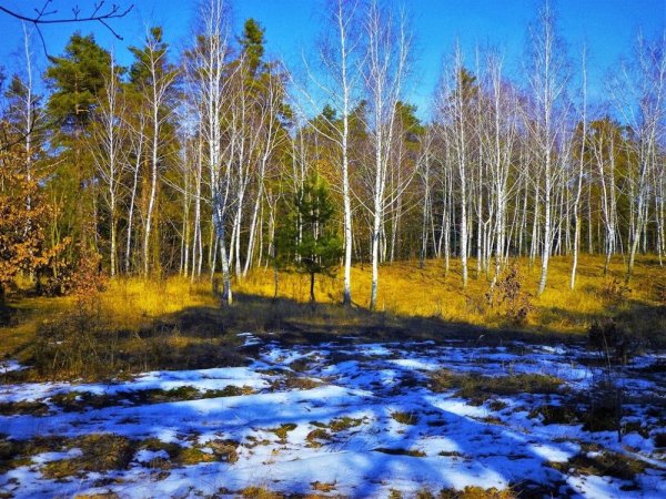 Березовая роща Кисловодск