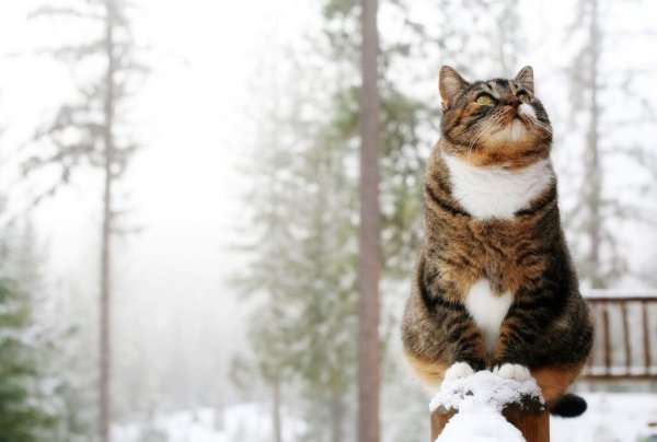 Кот зима утро