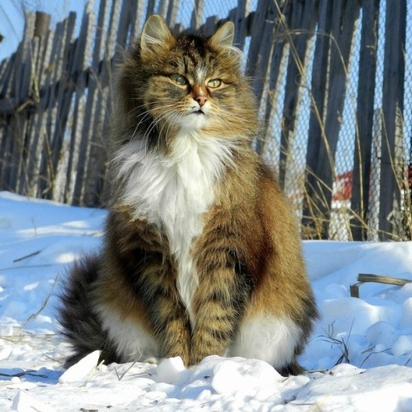 Кошек породы сибирской Сибиряков