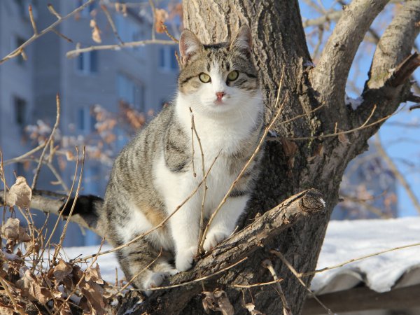 Ранняя Весна животные