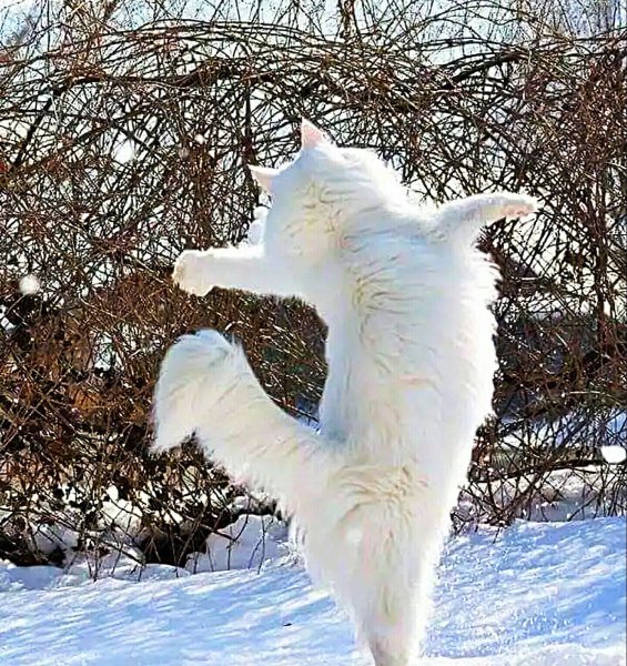 Животные зимой