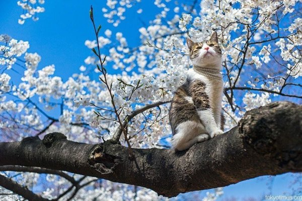 Котики на деревьях весной