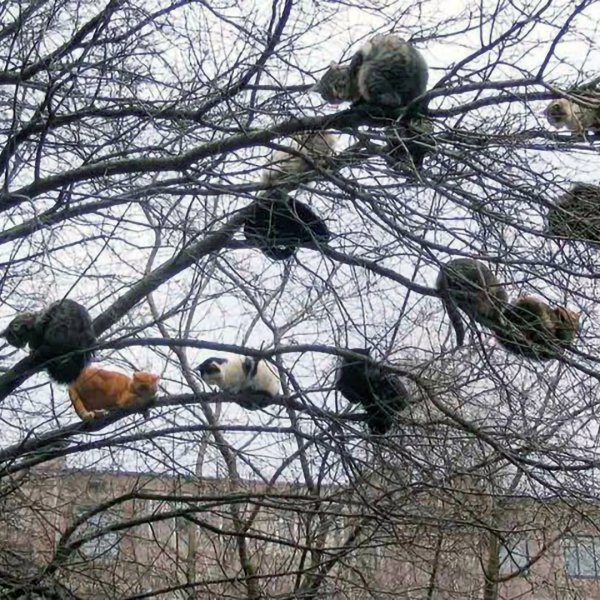 Саврасов коты прилетели