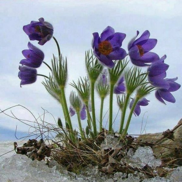 Первоцвет прострел