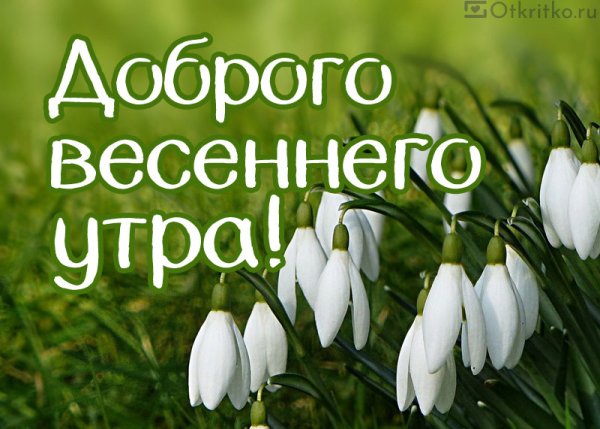 Доброе утро птички Весна