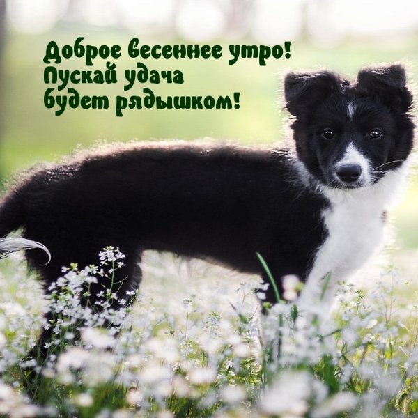 Доброе утро ранняя Весна с надписями