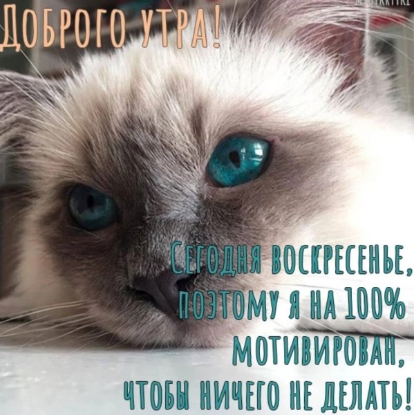 Хорошего воскресенья
