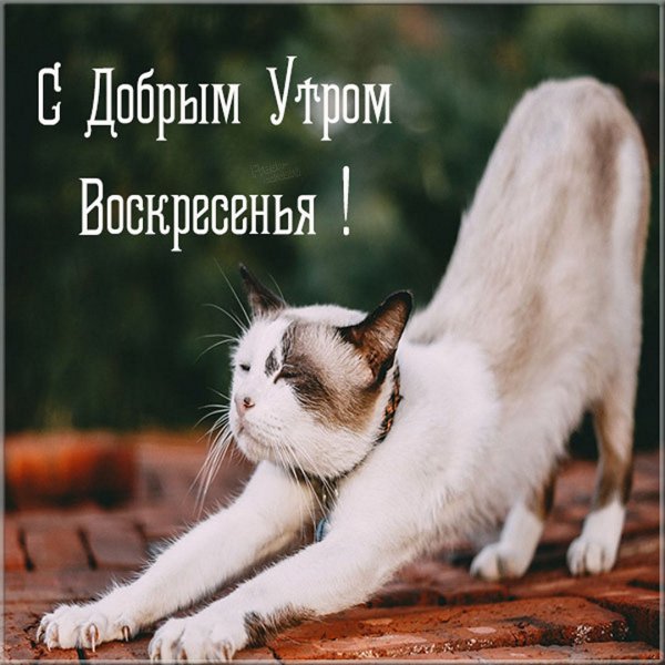 Доброго весеннего воскресного дня