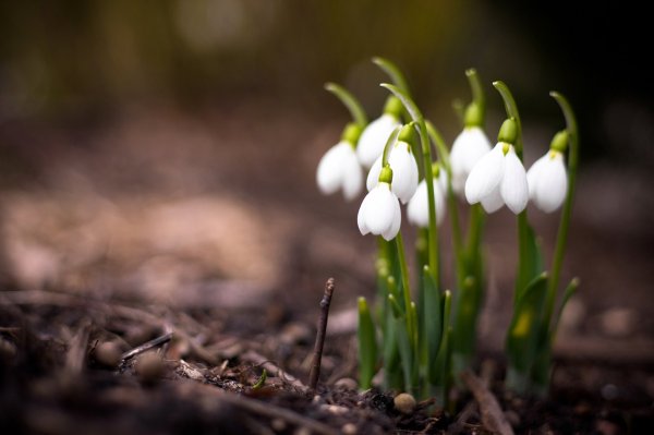 Красивая Весна