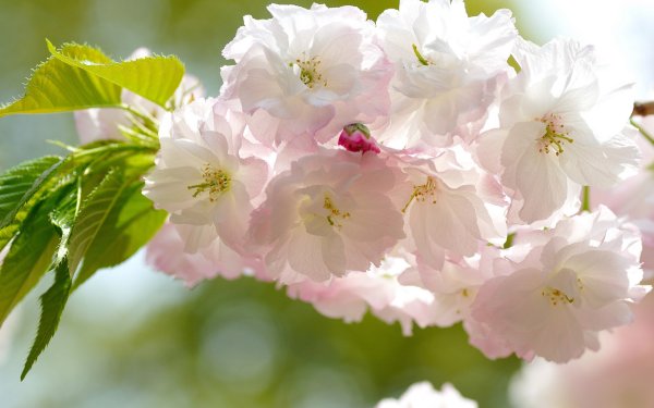 Черри блоссом цветок