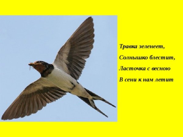 Травка зеленеет солнышко блестит Ласточка с весною в сени к нам летит