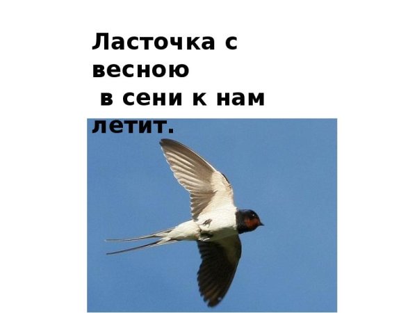 Ласточки прилетают весной