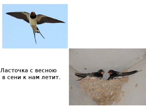 Плещеев Ласточка