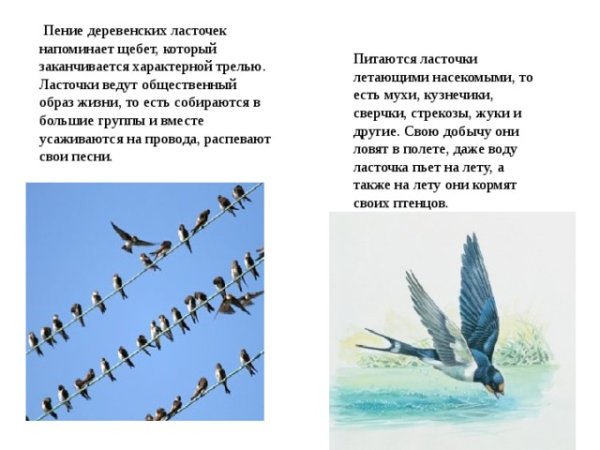 Картинка Ласточка для детей в детском саду