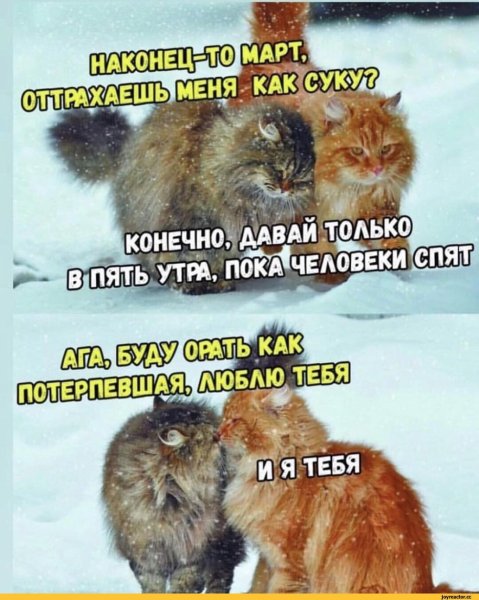 Юмор в картинках с надписями