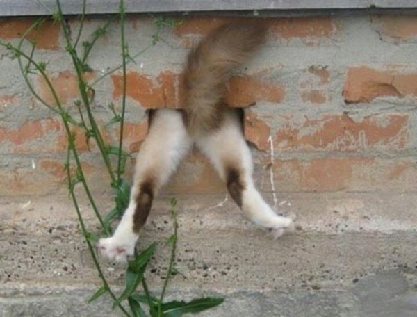 Скучаю приколы картинки