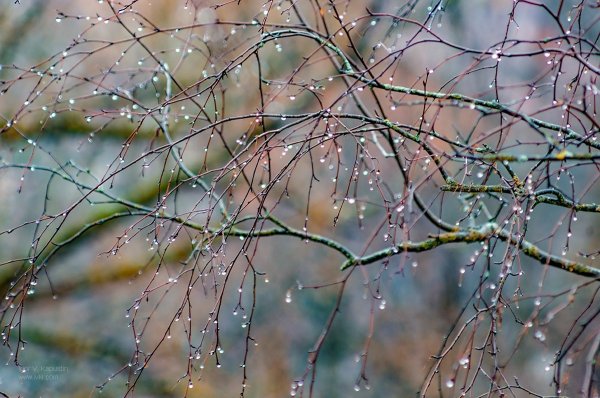 С первым дождиком