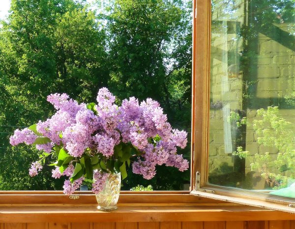 Сирень на окне