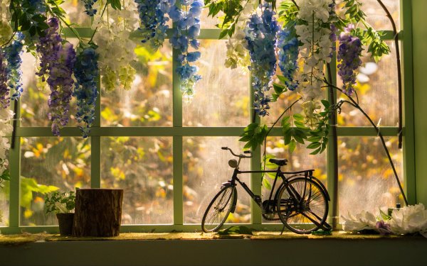 Красивые цветущие цветы на окне