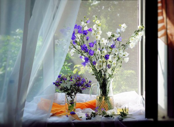 Полевые цветы на подоконнике