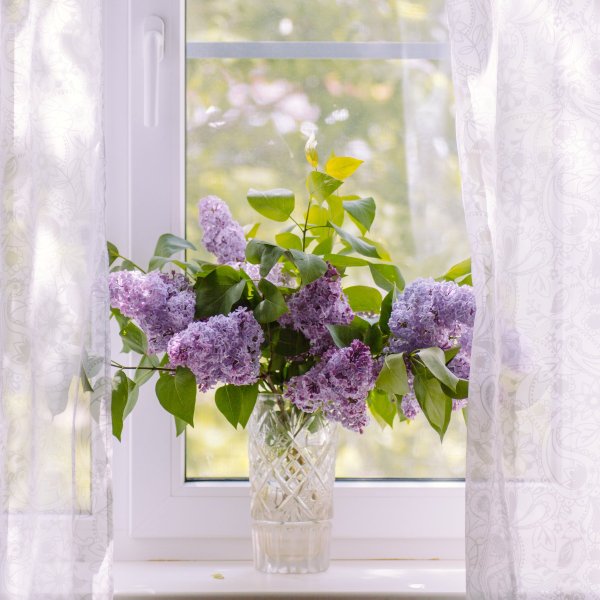 Цветущий сад под окном