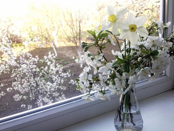 Полевые цветы на окне