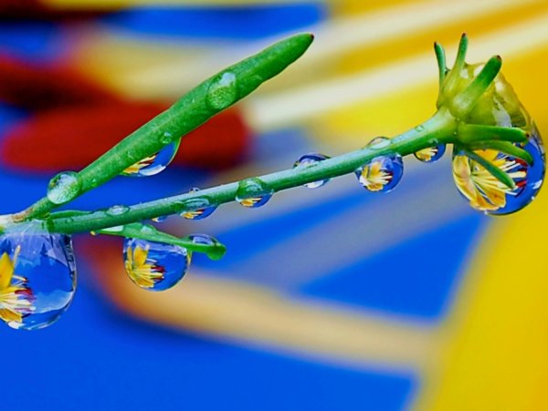 Красивая капель