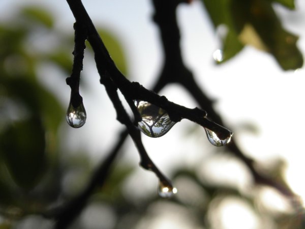 Фото Весна капель природа
