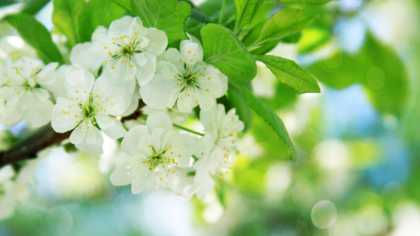 Цветущая яблоня