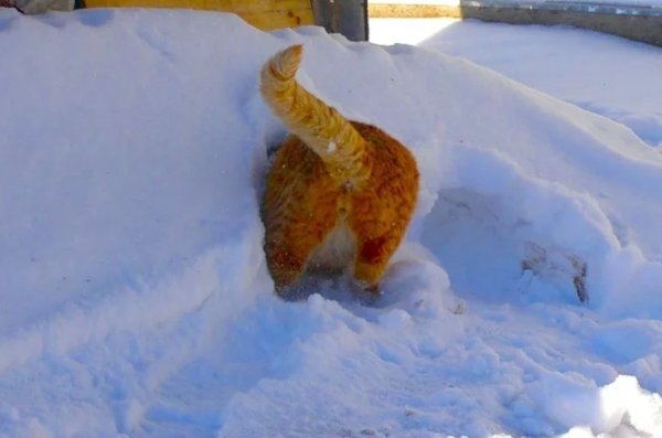 Весна пришла приколы