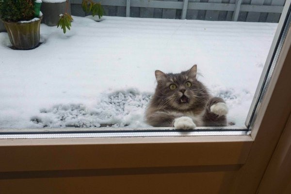 Белый кот на снегу