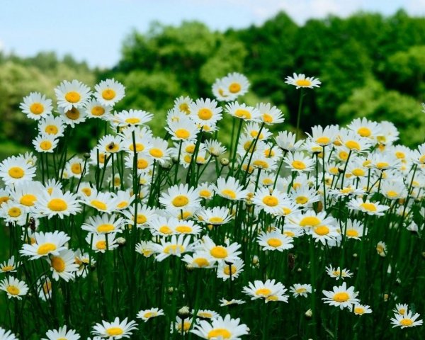 Красивый фон с цветами Поляна ромашки