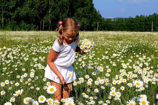 Ромашковое поле в деревне