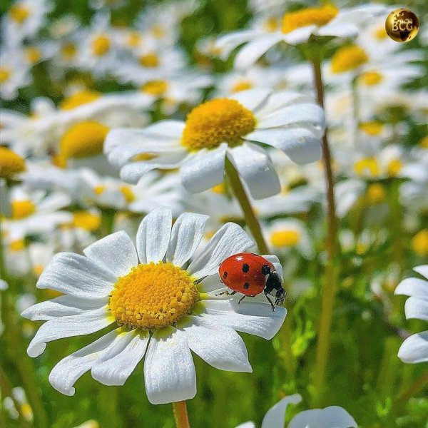 Поле ромашек для любимой