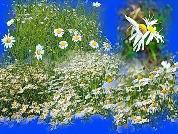 Каролин Блиш художник картины