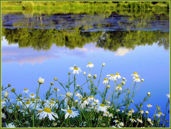 Гифы девушки с ромашками