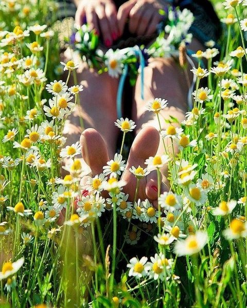 Гадает на ромашке гиф