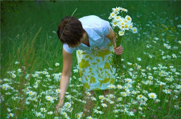 Кони поле ромашки