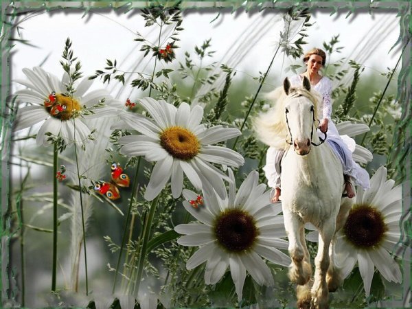 Ноги в ромашковом поле