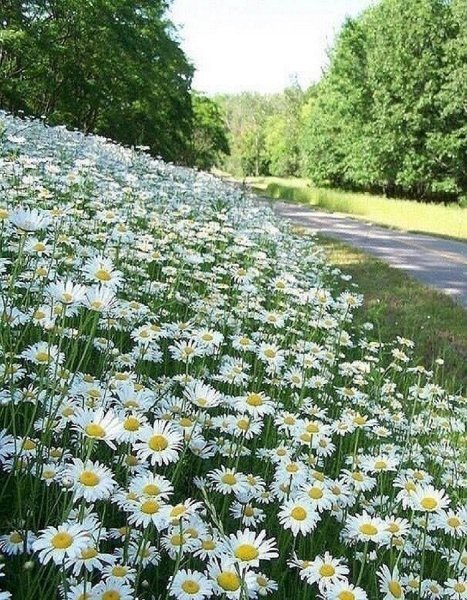 Открытки лето