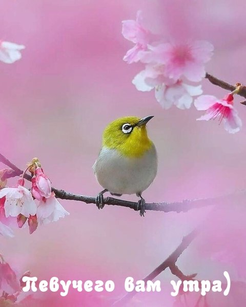 Японская белоглазка