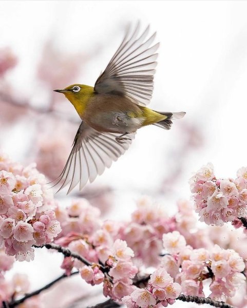 Птичка мечты