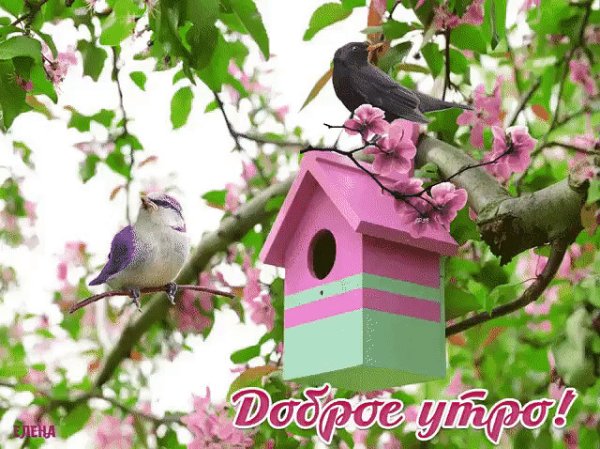 Птичка на подсолнухе