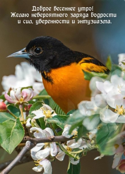 Пожелания с добрым утром с птичками