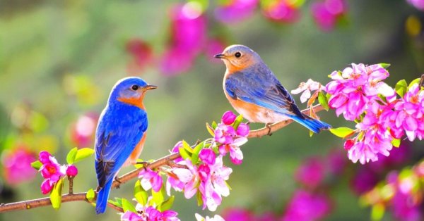 Пожелания с добрым весенним утром