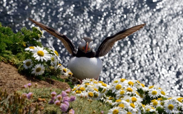 Лето птицы цветы