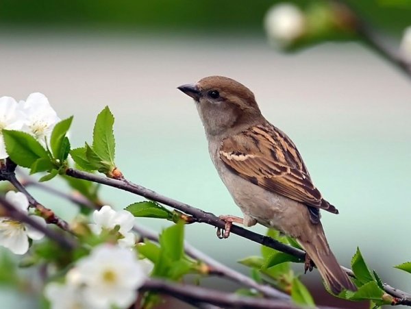 Нежные птицы